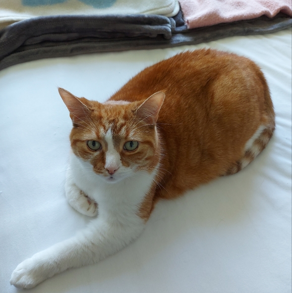 My Cats 𓃠🧡🧡𓃠 - Picture 2 of 16